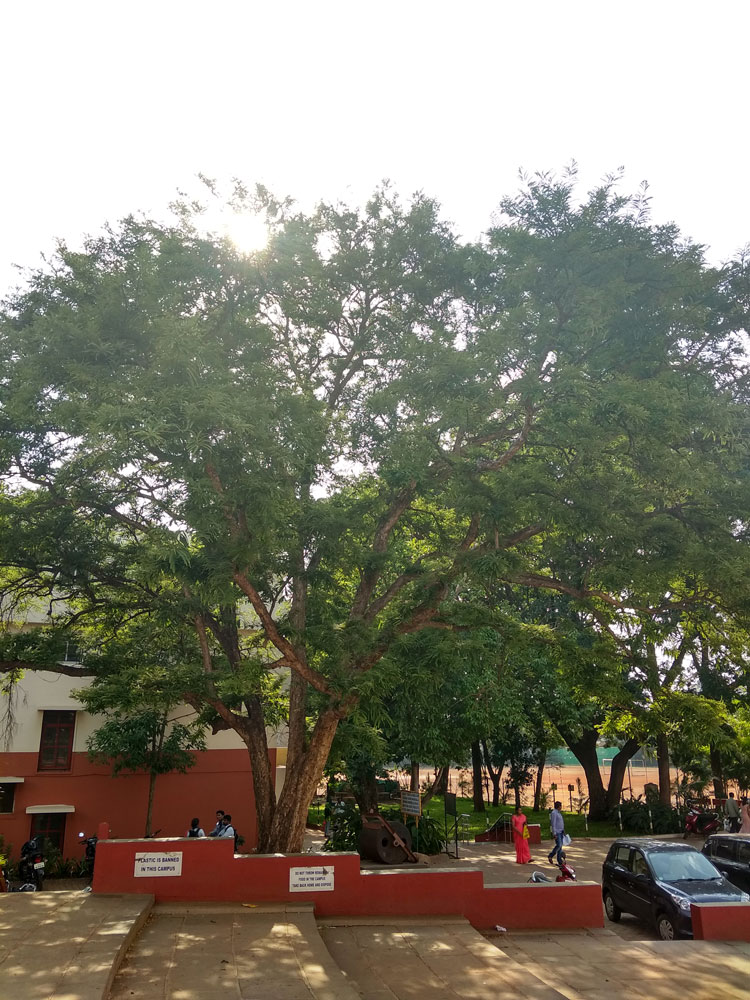 Amla - Indian Gooseberry Tree