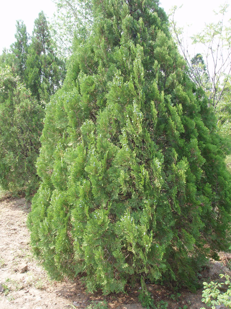 arborvita - chinese arborvita
