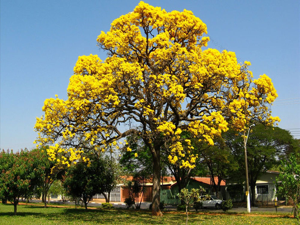 Golden bell