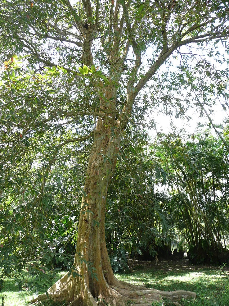 Arjuna, Nirmatti - tropical almond