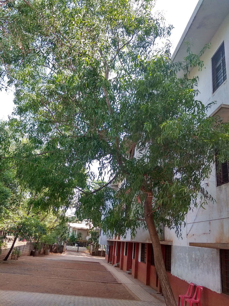 Bengali Babul - Australian Wattle Tree