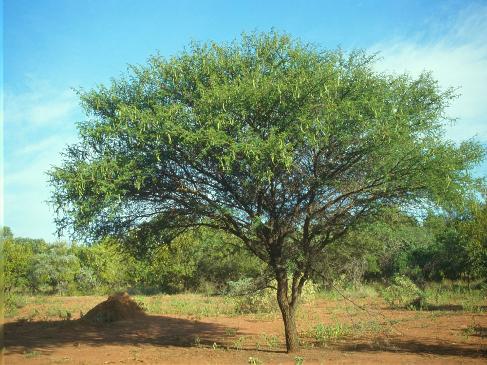 Babul - Blackthorn Tree