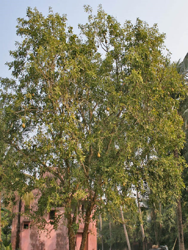 Bael - Wood Apple Tree