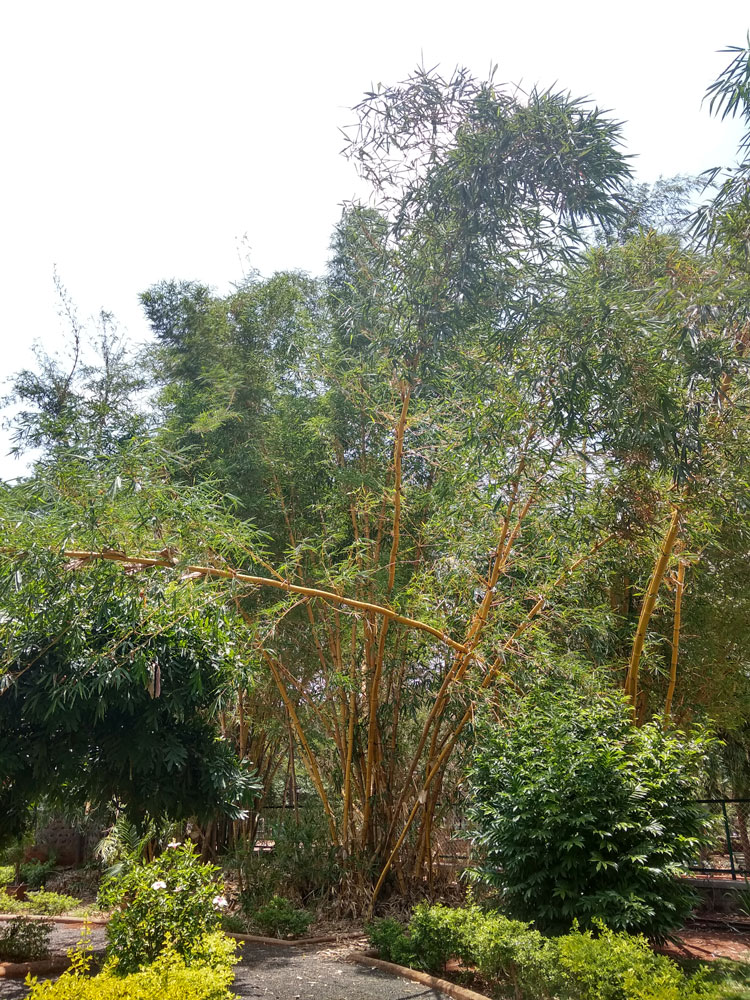 Bidiru - Bamboo