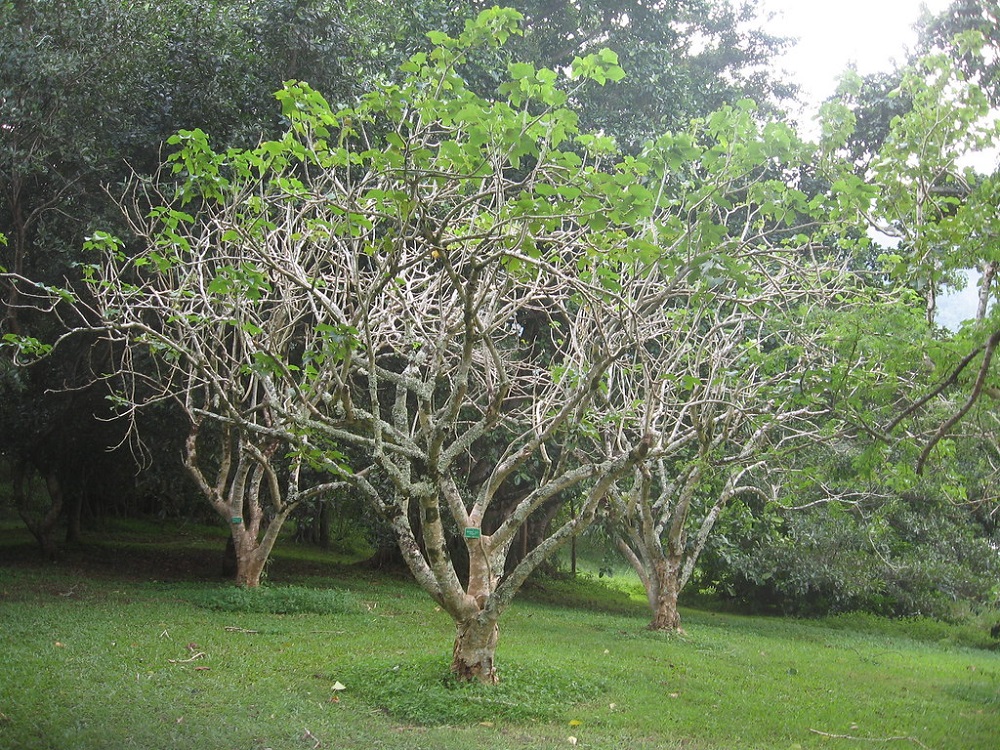 Ratanjot - Barbados Tree