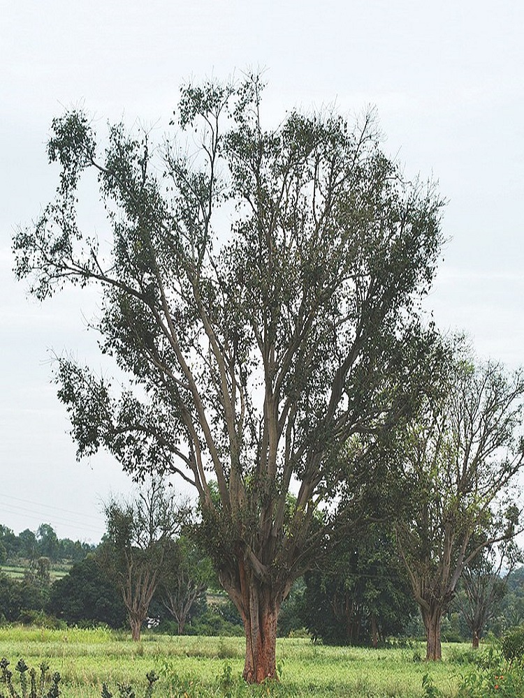 Pipri - Bat Tree