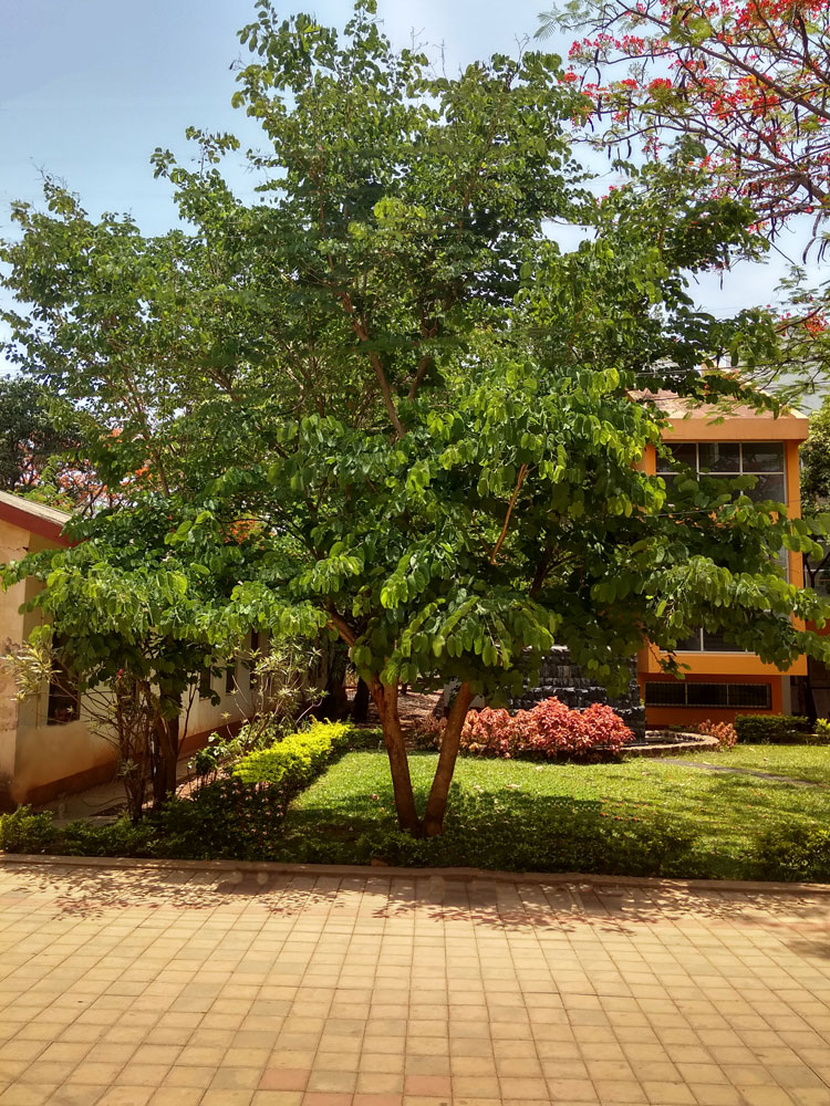 Kaniar - Butterfly Tree