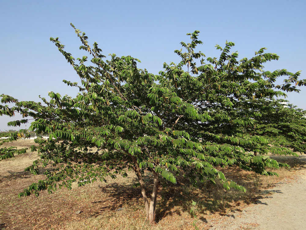 Mrutyunjay - Calabura Tree