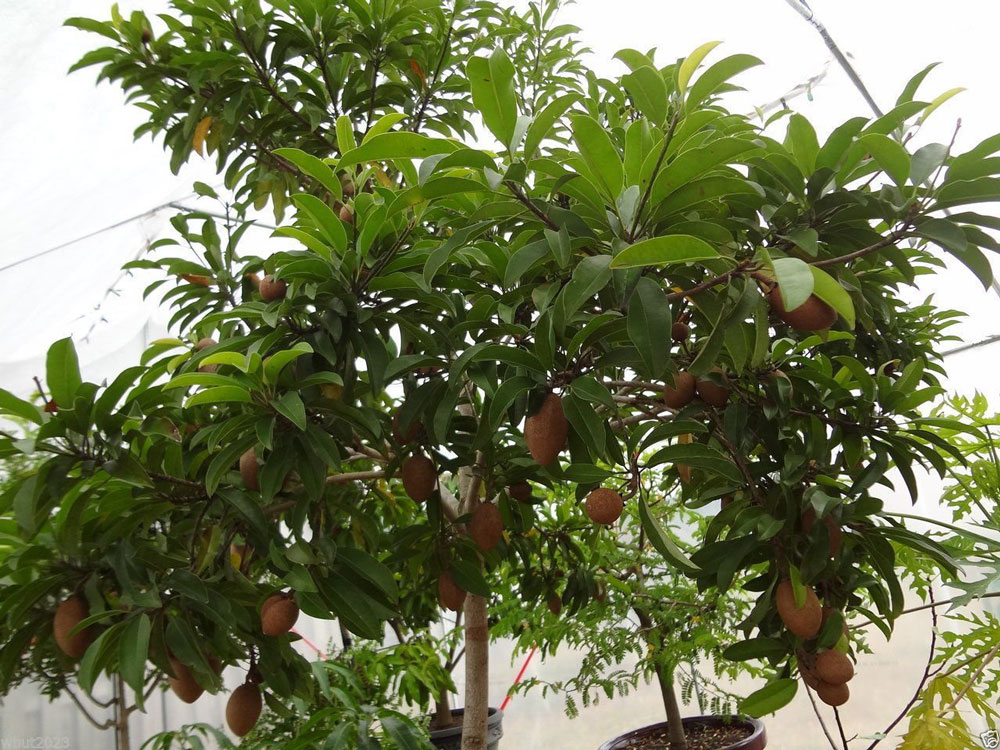 Chikoo - Sapota Tree