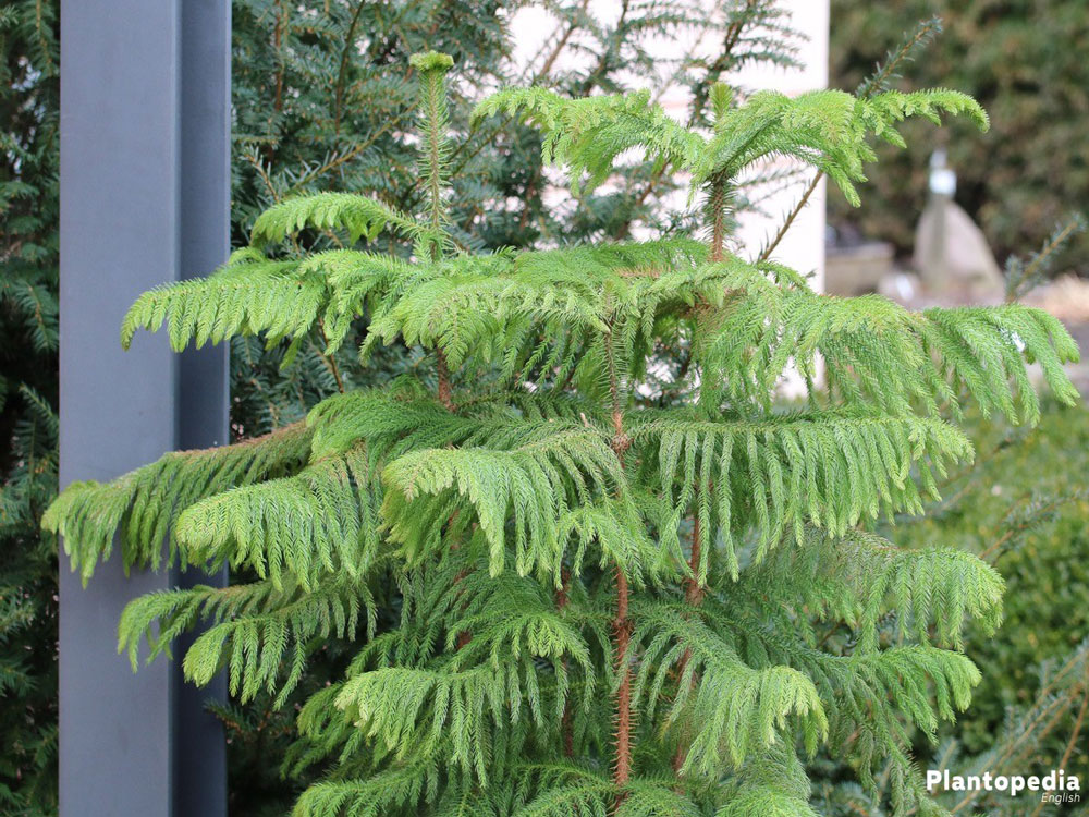 Norfolk Island pine - christmas tree