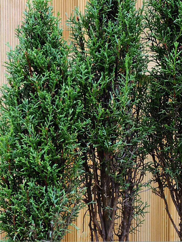 Saru - Italian Cypress Tree