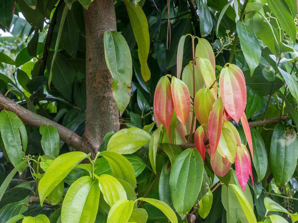 Dalchini - Cinnamon Tree