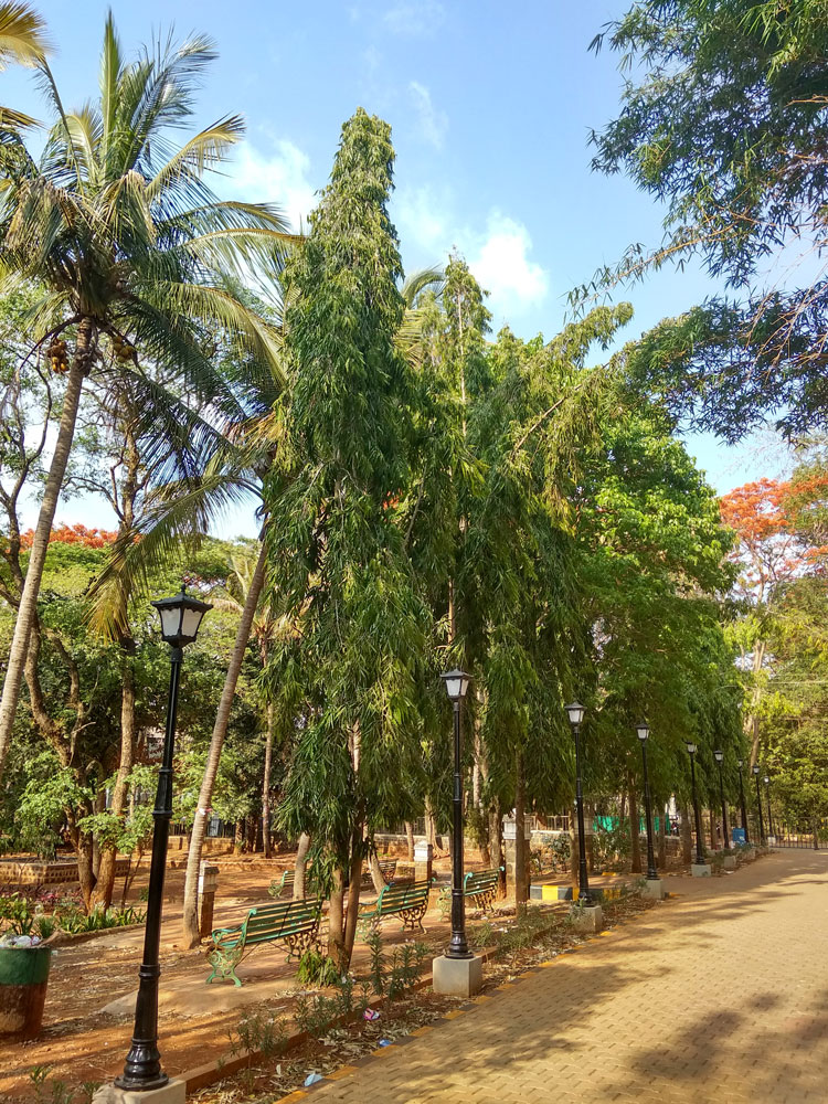 Devdar - False Ashoka Tree