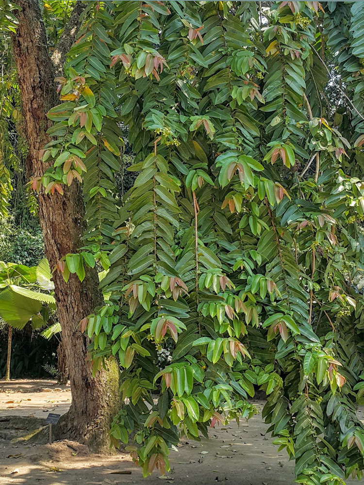 Beremban Bukit - Duabanga Tree
