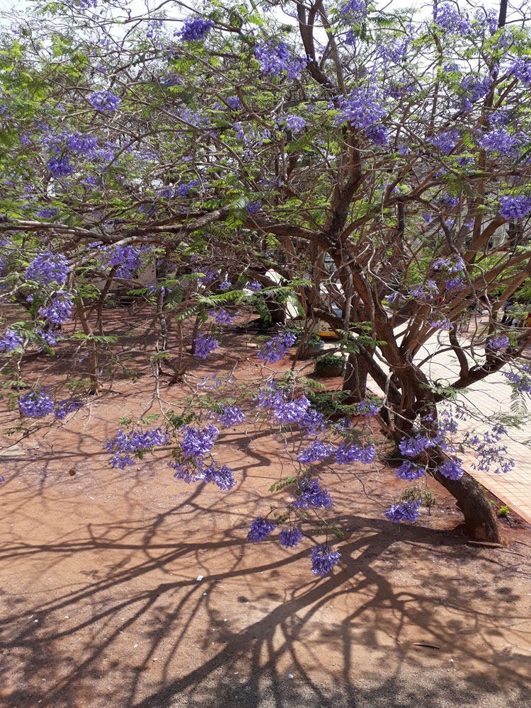 Neeli Gulmohar - Fern Tree