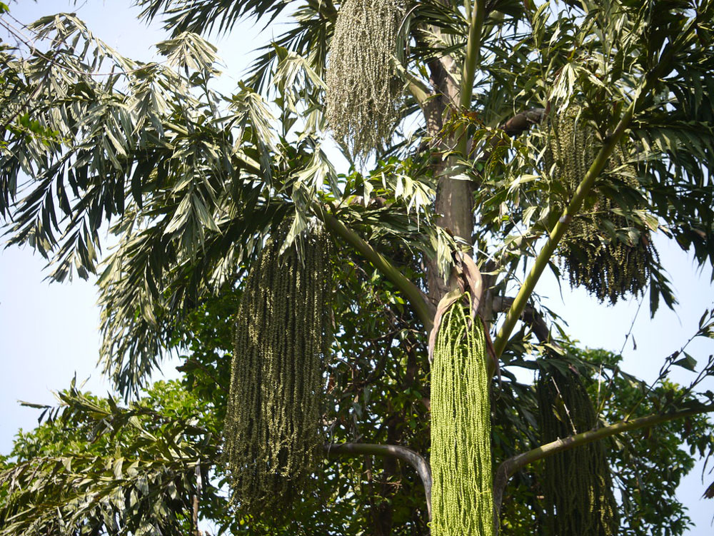Mari - Fish Tail Palm