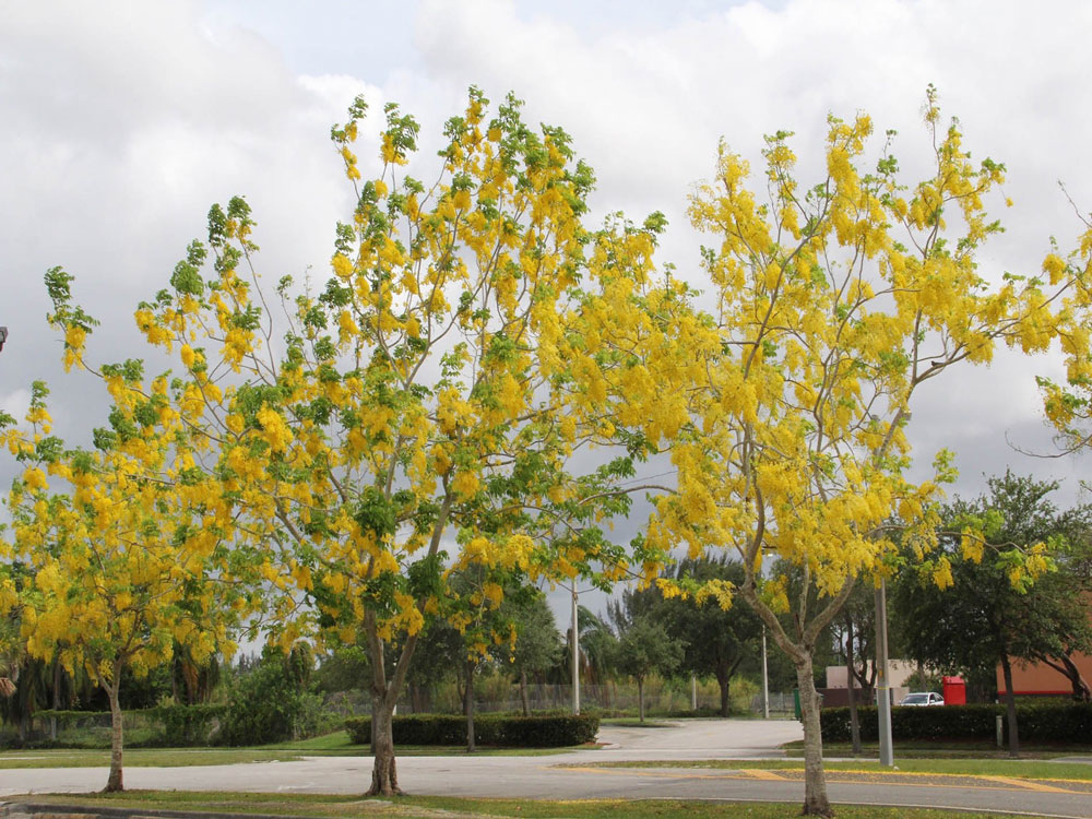 Amaltas - Indian Laburnum Tree