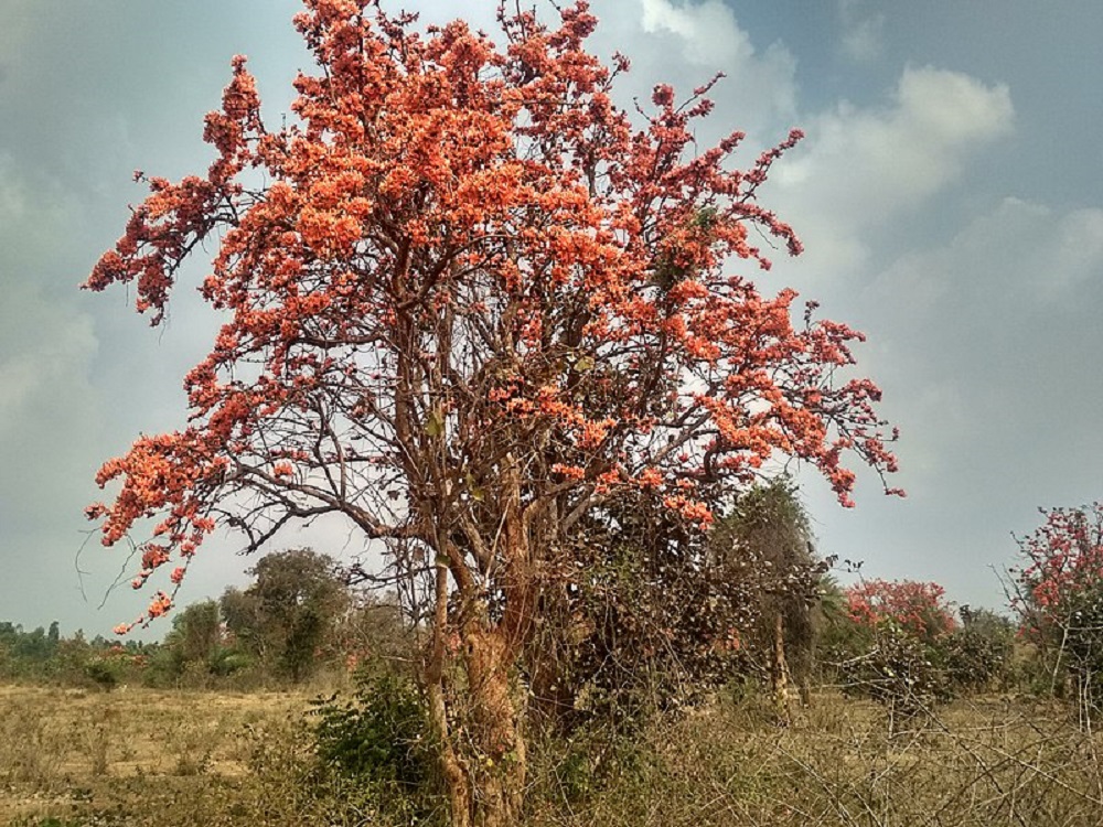 Palaash - Flame of the Forest