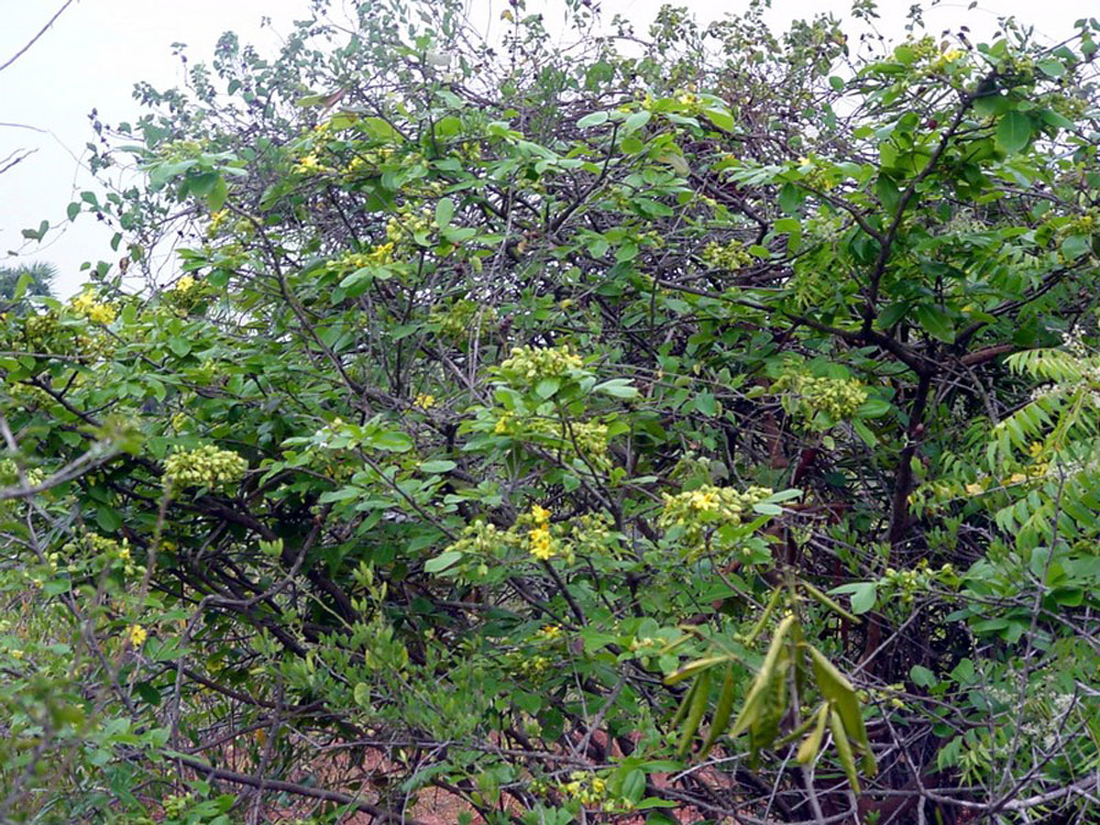 Ramatana Champa - Golden Champa Tree