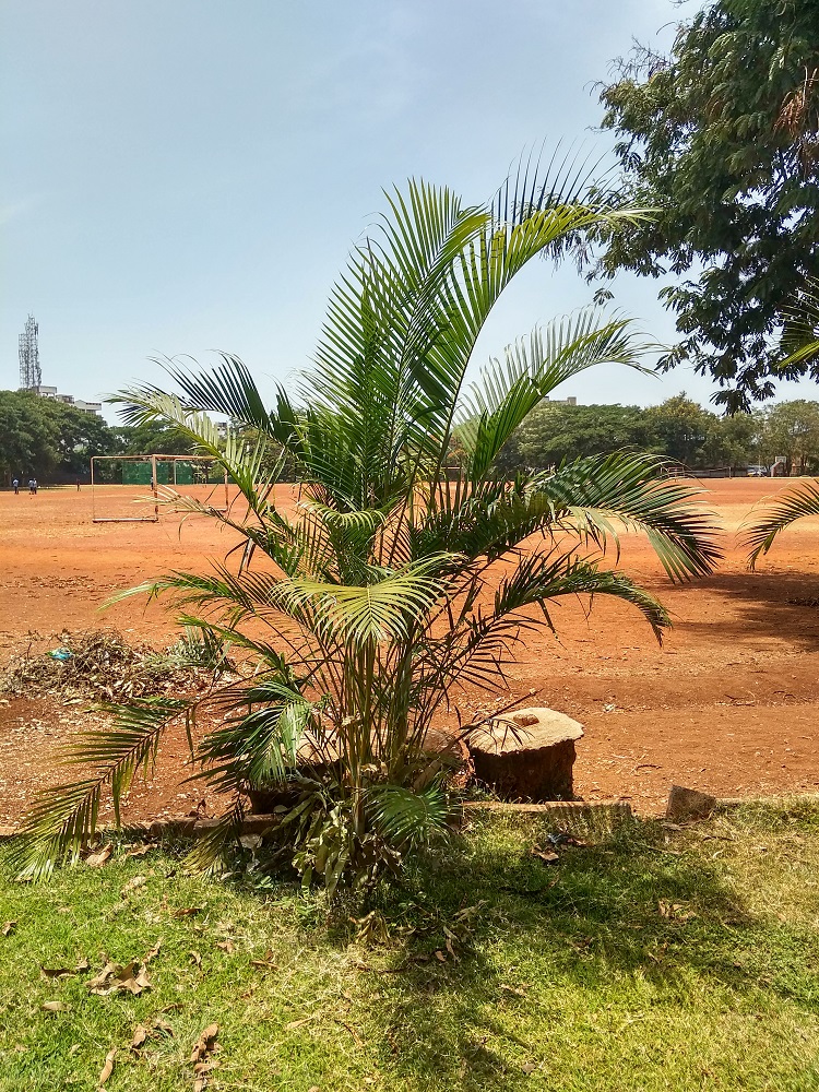Madagascar Palm - Golden Palm Tree