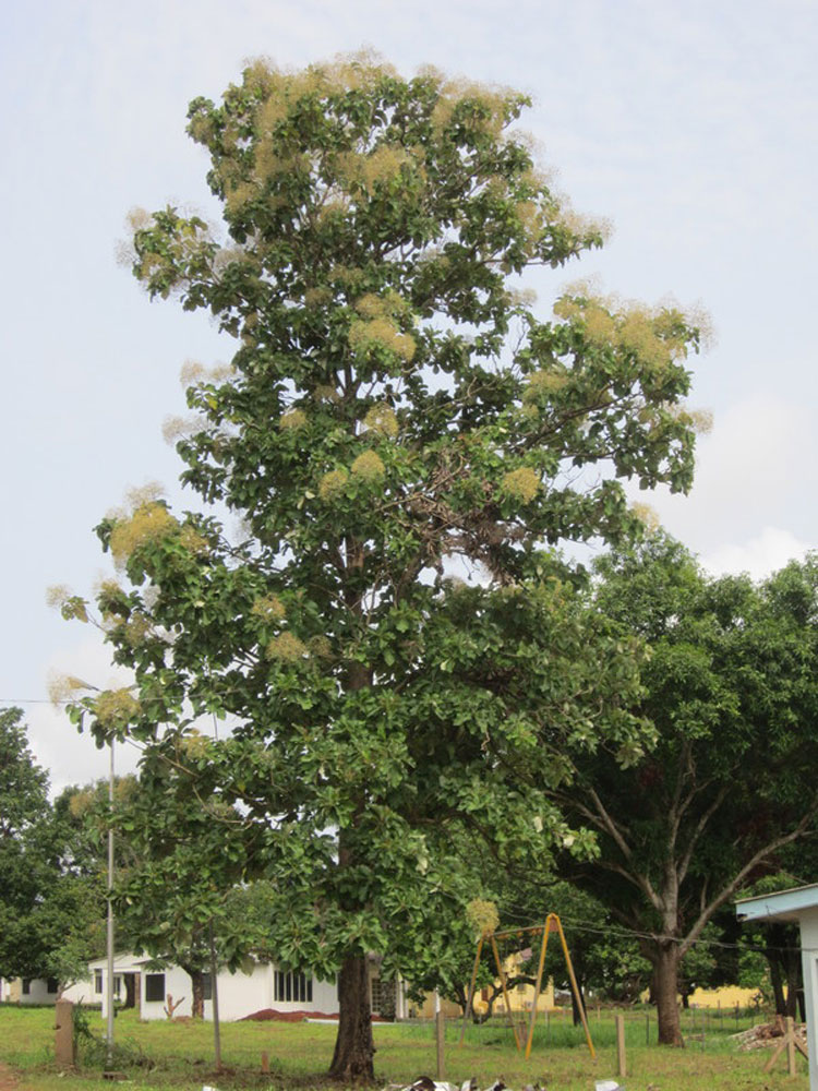 Sagwan - Teak