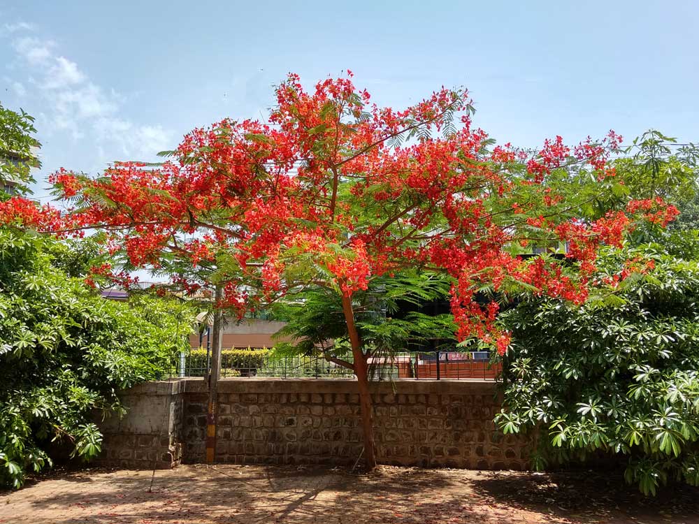 Gulmohar - Flame Buoyant Tree