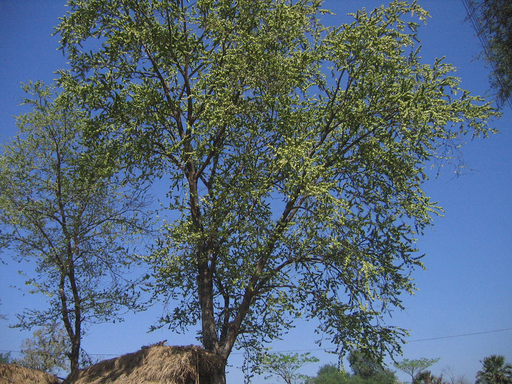 Tapsi - Indian Elm Tree