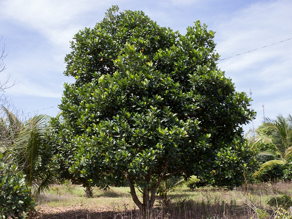 Phanas - Jackfruit Tree