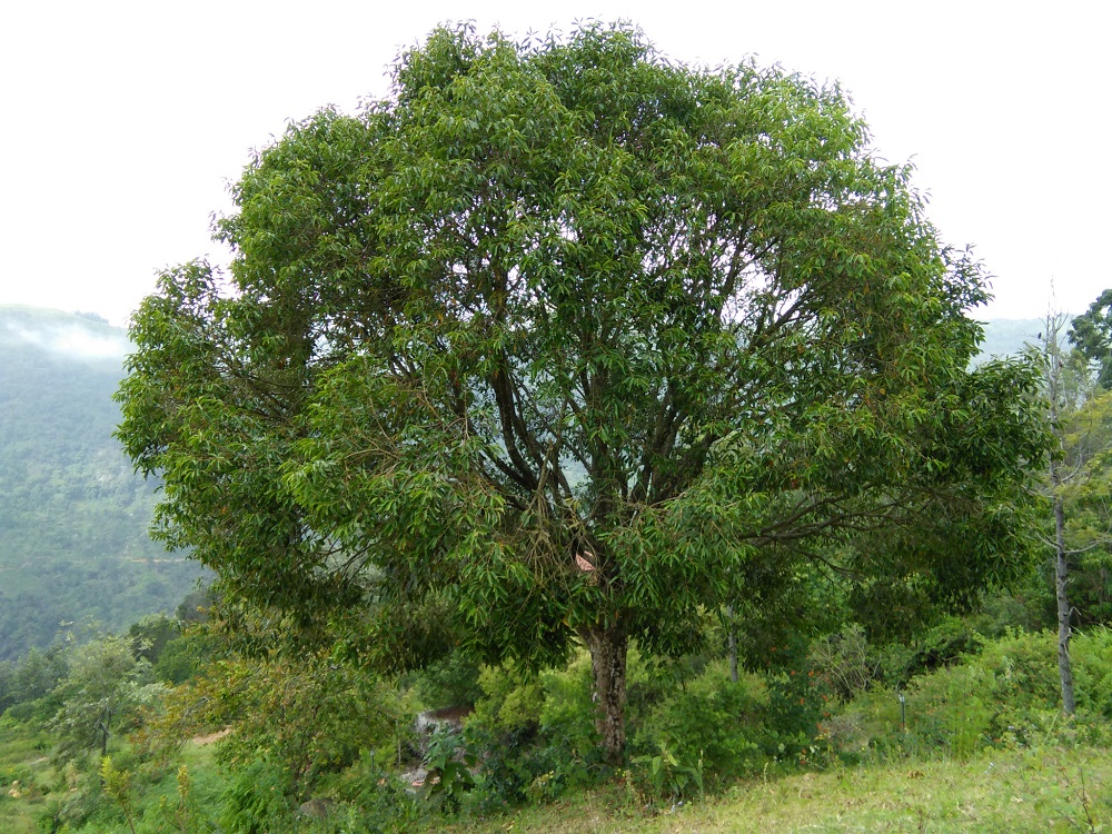 Jamun - Java plum