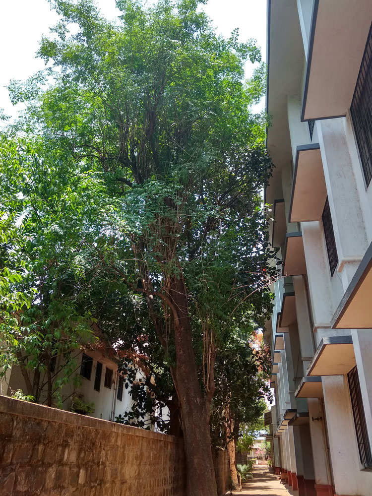 Akasha Mallige - Jasmine Tree