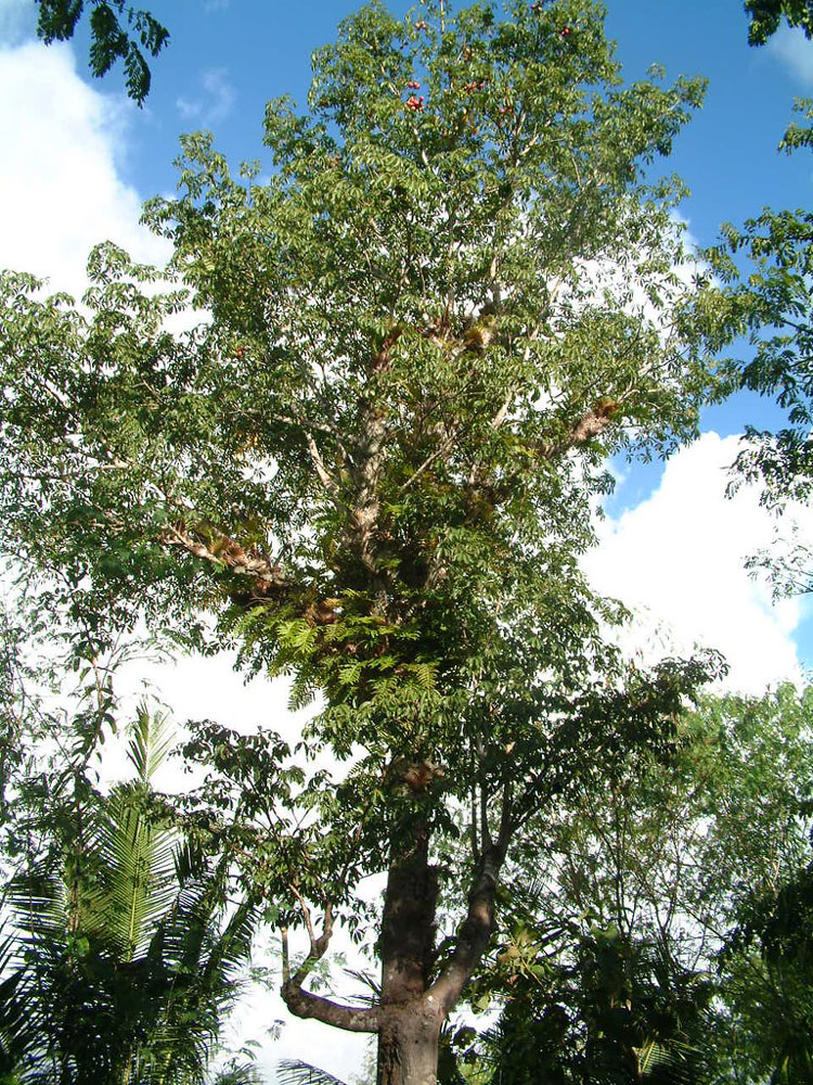 Jangli Badam - Java Olive Tree
