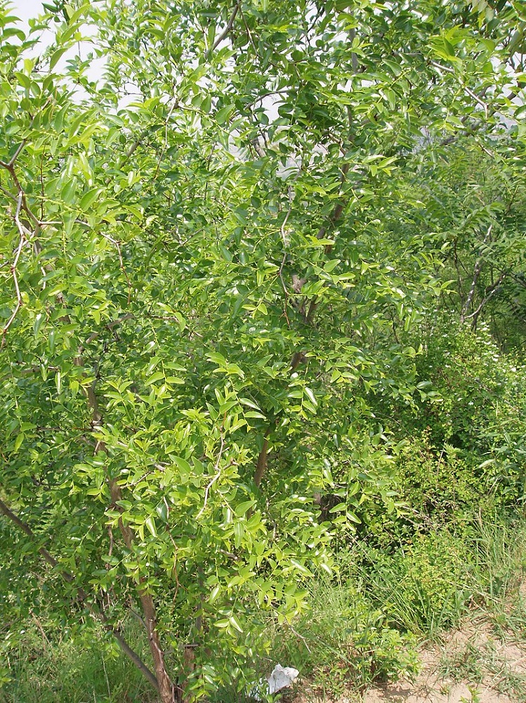 Ber - Indian jujube