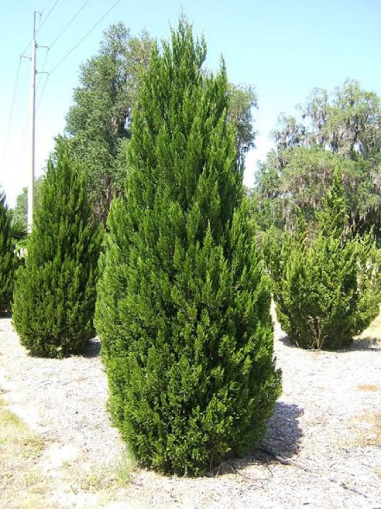 Chinese Juniper Tree