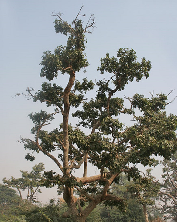 Kadamb - Kaim Tree