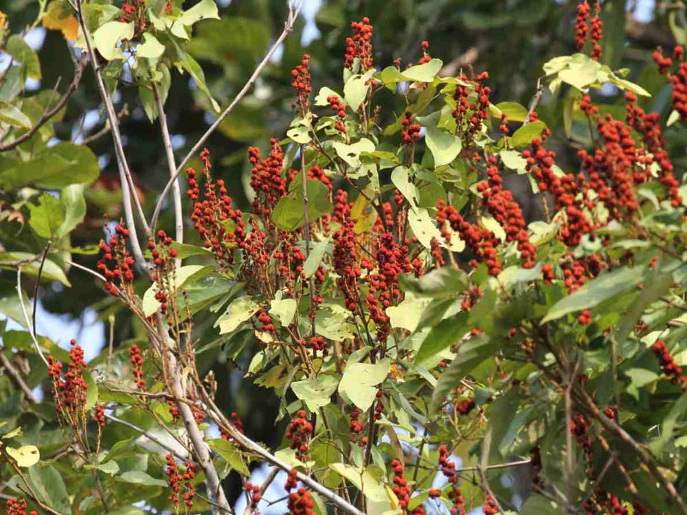 Kamala - Scarlet Croton Tree