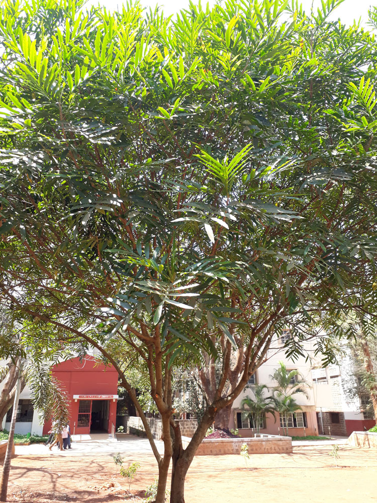 Katu - Fren Leaf Tree