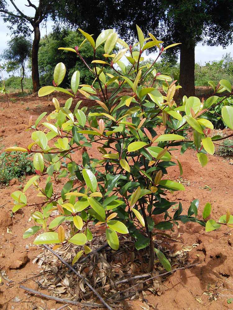 Kokum - Mangosteen Tree