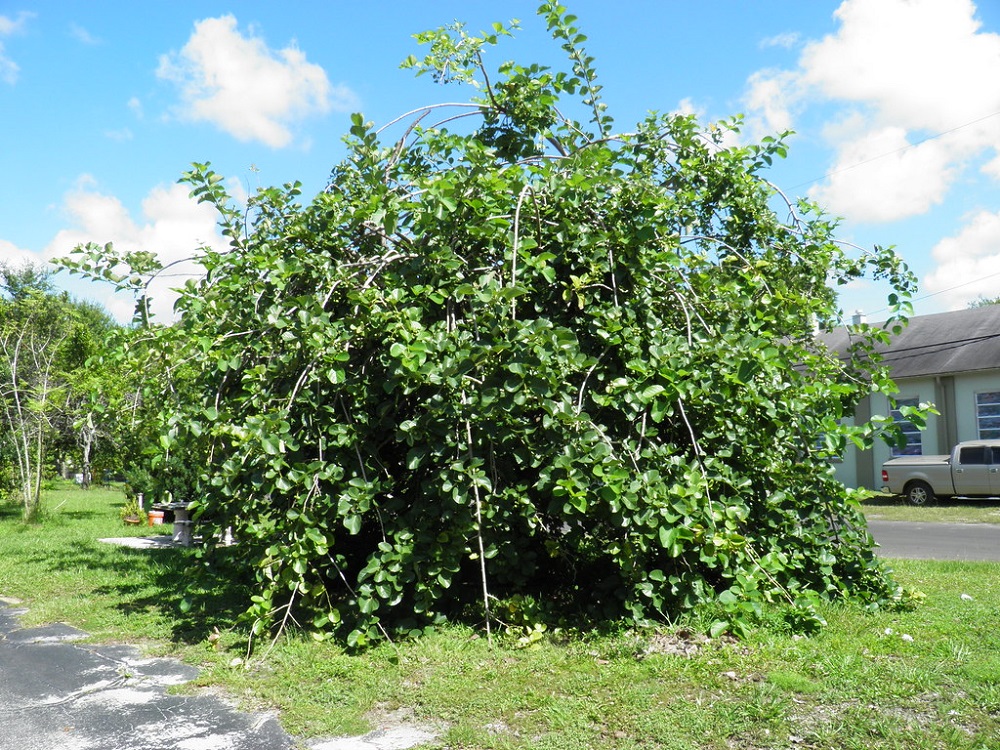 Lasora - Indian Cherry Tree