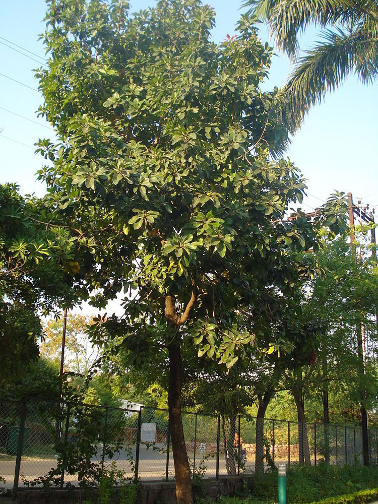 Mahua - Mowra Tree