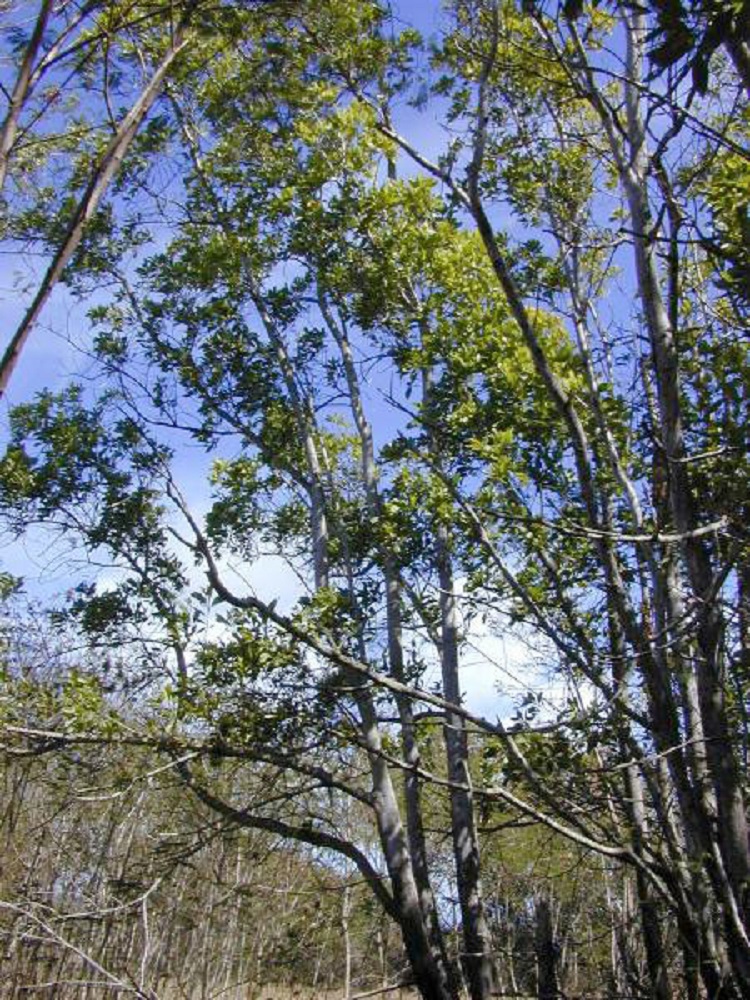 Sabah Salwood - Mangium Tree