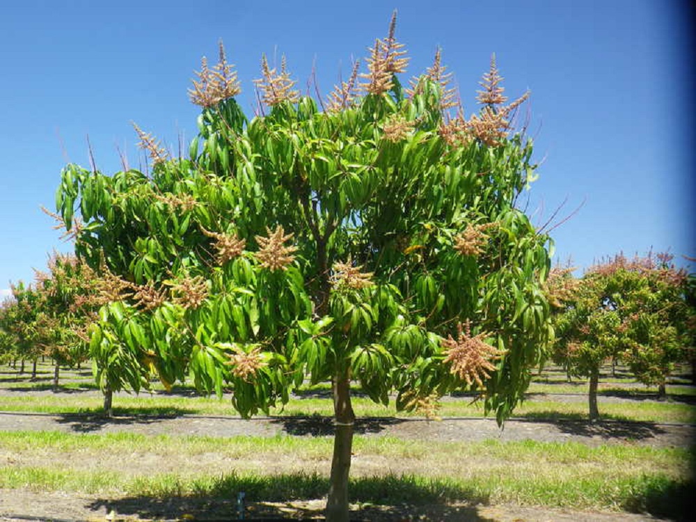 Amm - Mango Tree
