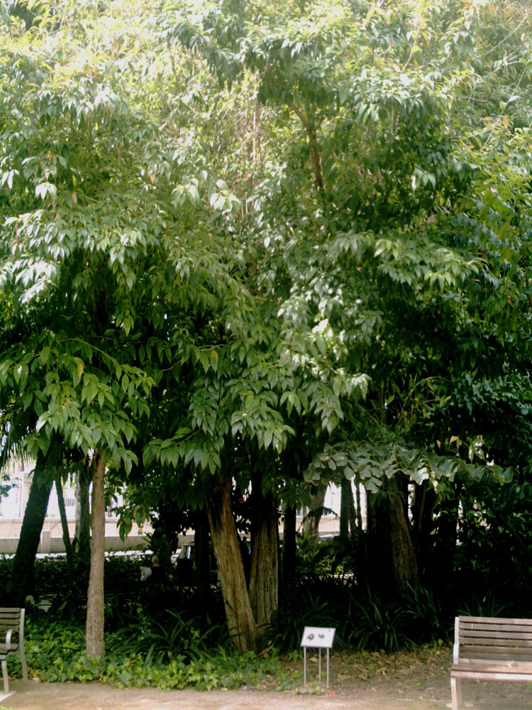 Manjari - Fiddle Wood Tree