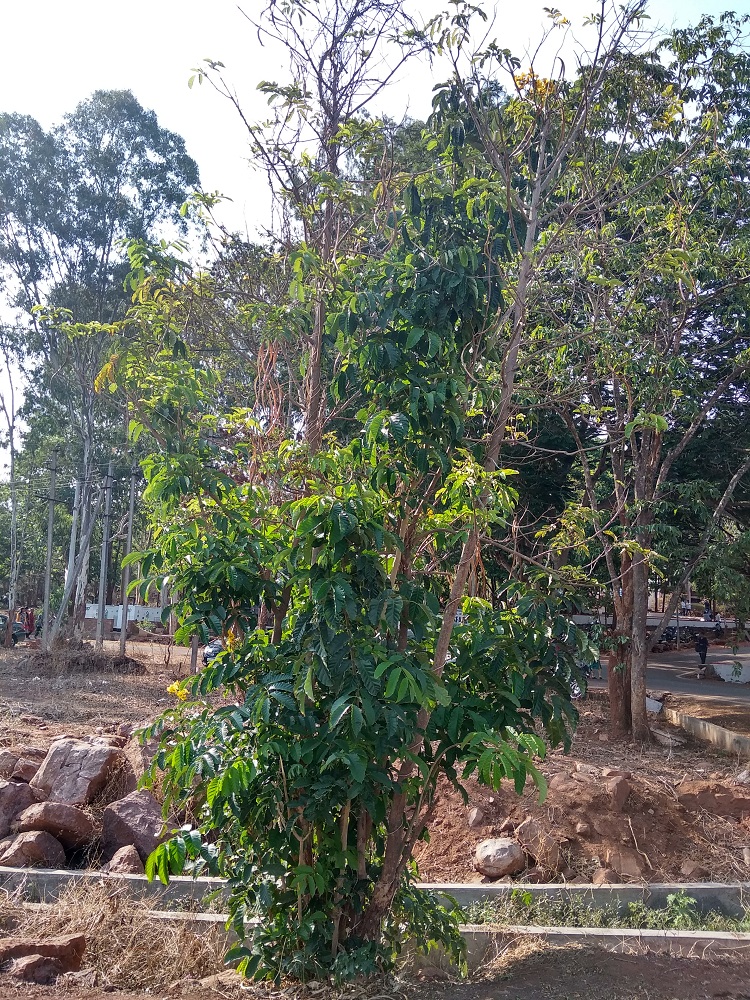 Markhamia Tree