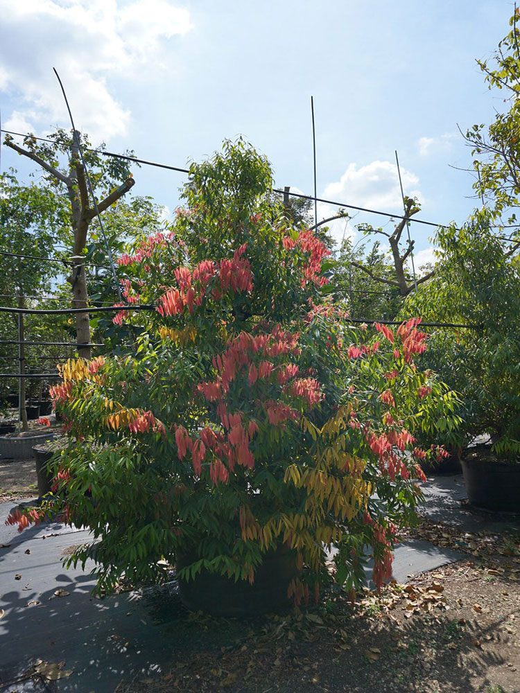 Naga Keshra - Iron Wood Tree