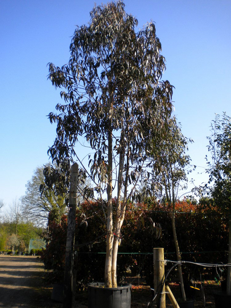 Neelagiri - Eucalyptus Tree