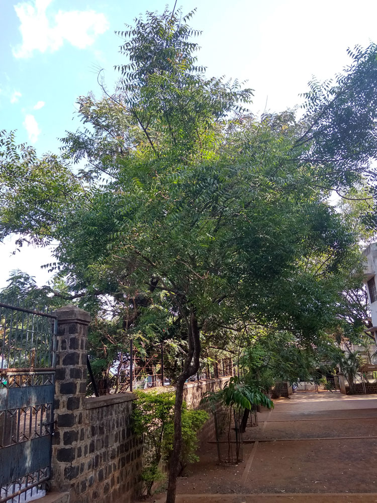 Neem - Margosa