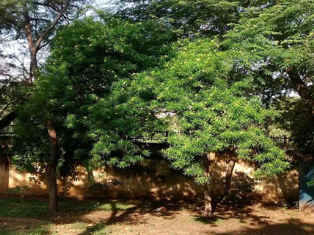Kulkephul - Yellow Oleander Tree