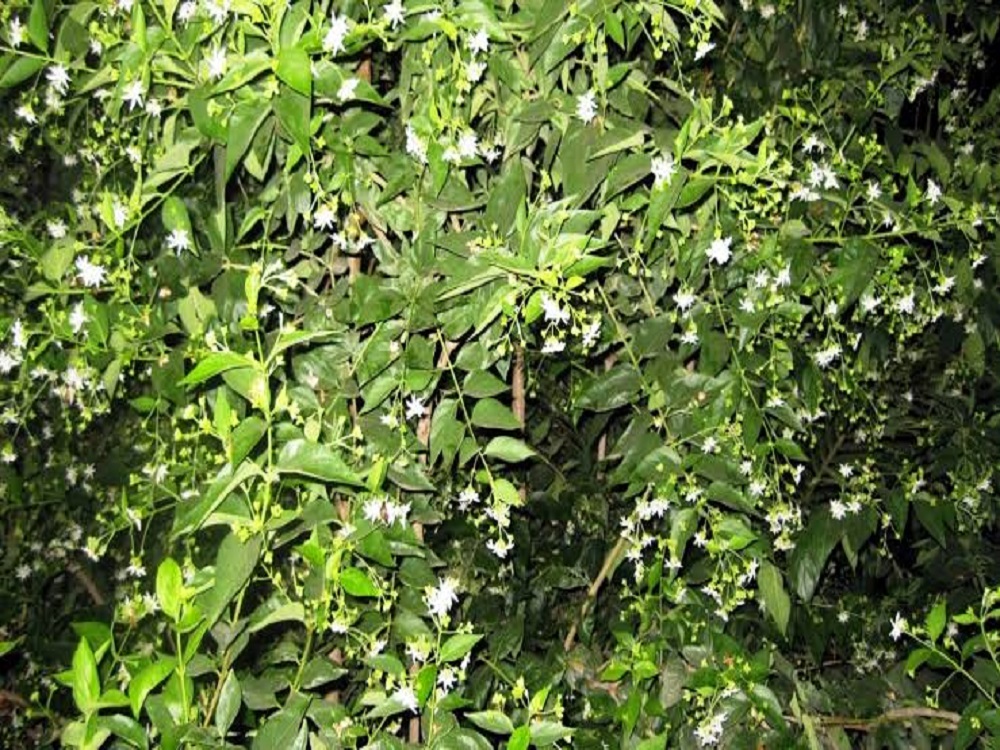 Paarijat - Night Jasmine Tree
