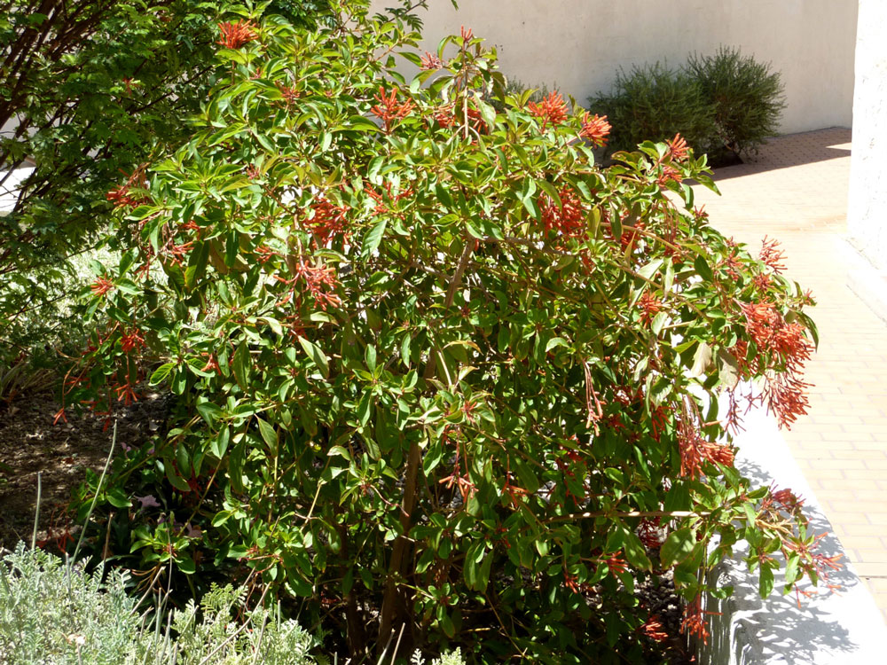 Chota Hamelia - scarlet bush