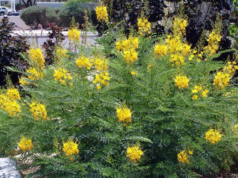 Guleturo - Peacock Flower Tree